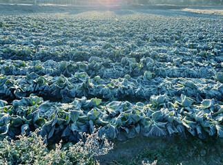 真冬の朝、キャベツ畑に降りた霜