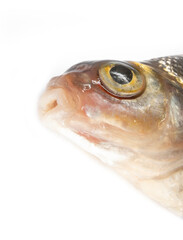 Silver bream (Blicca bjoerkna) portrait (see mouth opening) isolated on a white background. A specimen during the spawning period. North-eastern Europe. South of Lake Ladoga
