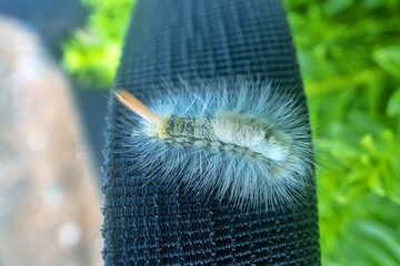 A very funny but very harmful fluffy caterpillar of pale tussock (Calliteara pudibunda). Caterpillar (white form). Europe moths. Pest of fruit crops. The coast of the Sea of Japan, Sakhalin