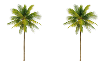 Two vibrant palm trees isolated against a stark black background creating tropical beauty