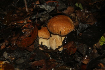 mushroom in the forest