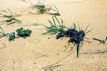 Sea kale (Crambe maritima) on sandy beach in early spring during germination of vegetative shoots. Shot are gren. Some shots are blue and others are green in same place, Azov sea