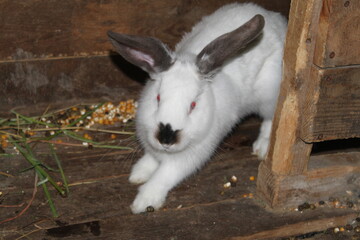 white rabbit in the garden