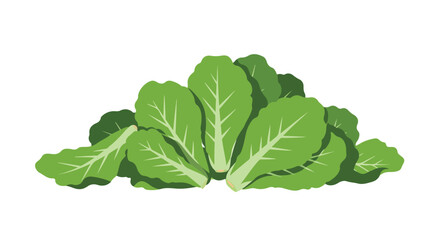 Bunch of fresh, green romaine lettuce with white stems, isolated on white background