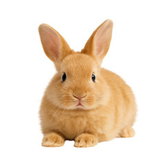 Obraz premium Cute brown bunny rabbit isolated PNG with Transparent Background