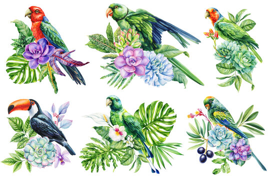 tropical birds with succulents and exotic leaves set colorful parrots and toucan with flowers in watercolor botanical collection
