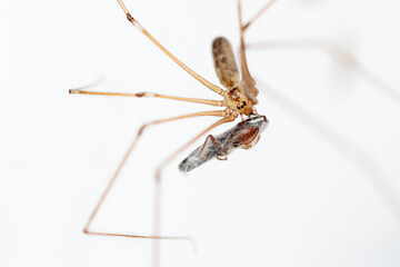 Pholcus phalangioides. Long-legged spider holding prey.
