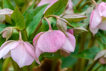 淡いピンク色のクリスマスローズの花と水滴のクローズアップ