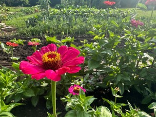 Fleur dans un potager