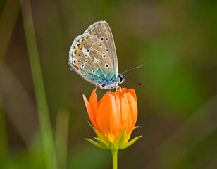 Obraz premium Azure butterfly on orange flower