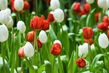 Vibrant red and white tulips in full bloom in a garden setting with lush green leaves surrounding them.
