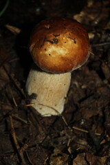 boletus edulis mushroom