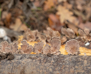 Close-up of small mushrooms growing on a fallen tree trunk in the autumn forest. Natural texture and organic decay in woodland setting