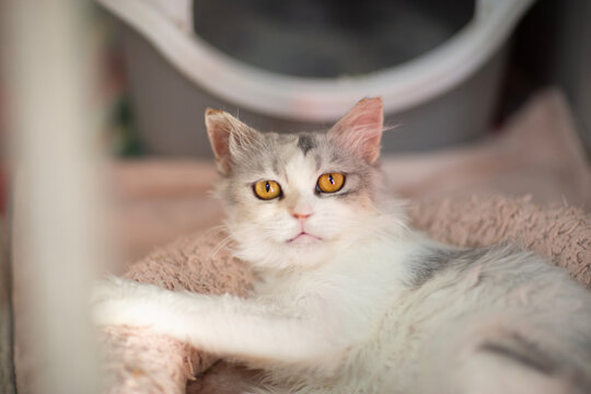 cute close up photo of persian cat with funny expression and big eyes. High quality photo