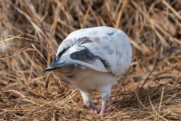 草むらで採食するハトの後ろ姿