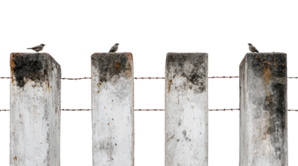 Four concrete posts with birds perched on them, connected by rusted wire