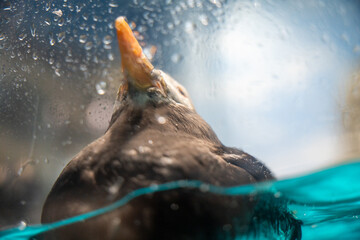 水面を覗くツノメドリ