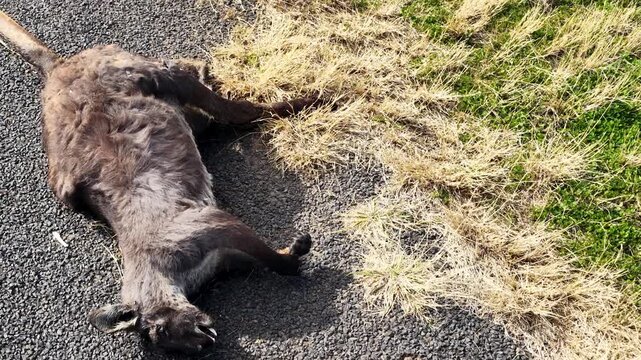 Aerial Drone Reveals Dead Kangaroo on Rural Roadside