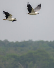 Moment of bird 