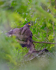 Moment of bird 