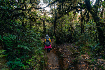 rainforest near mount pulag, Philippines