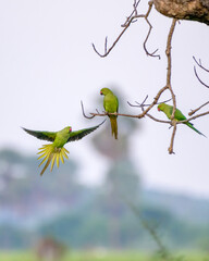 Moment of bird 