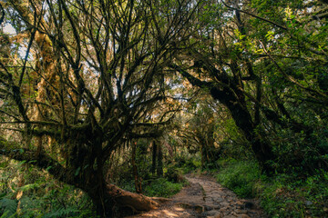 rainforest near mount pulag, Philippines