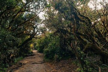 rainforest near mount pulag, Philippines