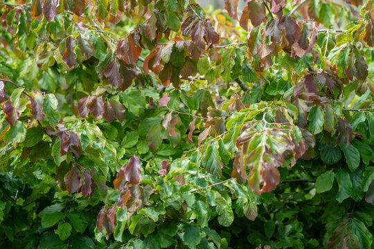 green leaves background