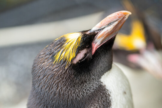 close up of a penguin