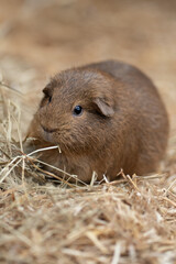 Guinea Pig eating straw