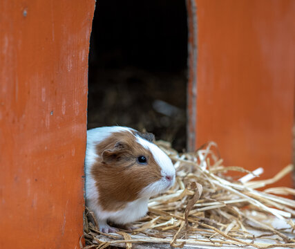 guinea pig in the house