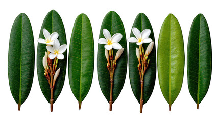 Symmetrical pattern of green leaves with white flowers on dark background