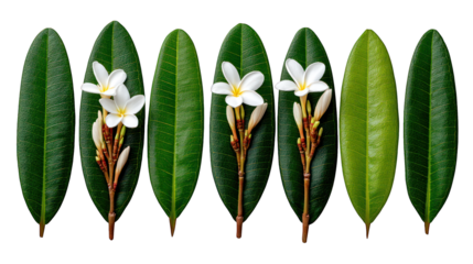 Symmetrical pattern of green leaves with white flowers on dark background