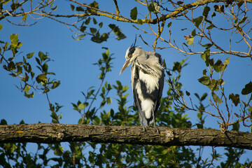Grey Heron Perched on Tree Branch Against Blue Sky
