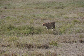 Ein Gepard auf der Pirsch