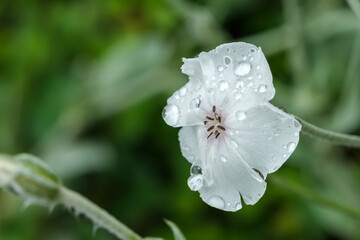 スイセンソウに降りた雨粒のクローズアップ