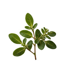 Fototapeta premium Fresh oregano branch with vibrant green leaves displaying natural texture and richness under bright lighting