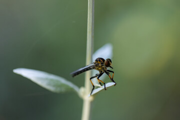 Close up macro image of Common Yellow Robber Fly - Ommatius sp.