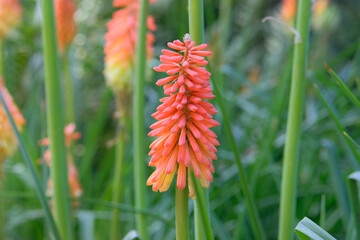 Blooming flower. Kniphofia uvaria is grown as garden plants. Cottage garden. Floral decoration. Sunny day.