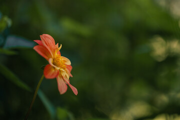Delicate orange dahlia flowers growing in cottage garden