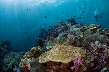 Scuba divers explore a vibrant coral reef teeming with marine life.