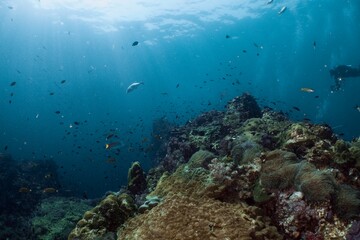 Fototapeta premium Diver explores a vibrant coral reef teeming with marine life.