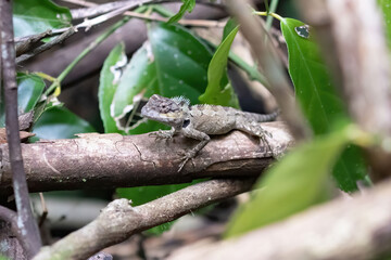The Vietnamese Blue Crested Lizard, scientifically known as Calotes mystaceus