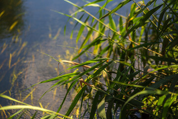 Summer Lake Landscape with Green Grass and Blue Sky