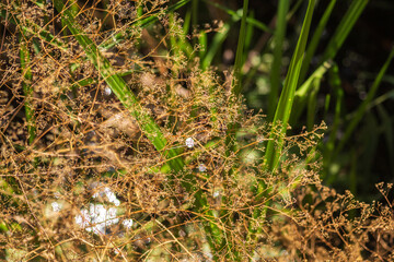 Summer Lake Landscape with Green Grass and Blue Sky