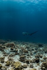 Obraz premium A sleek shark swims gracefully through a vibrant underwater scene.