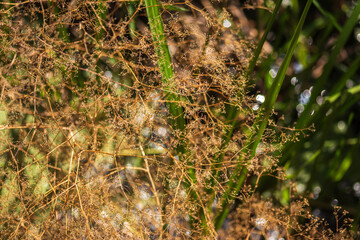Summer Lake Landscape with Green Grass and Blue Sky