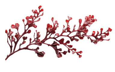 Red algae or seaweed branch on transparent background, png