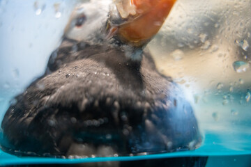 水中のパフィン